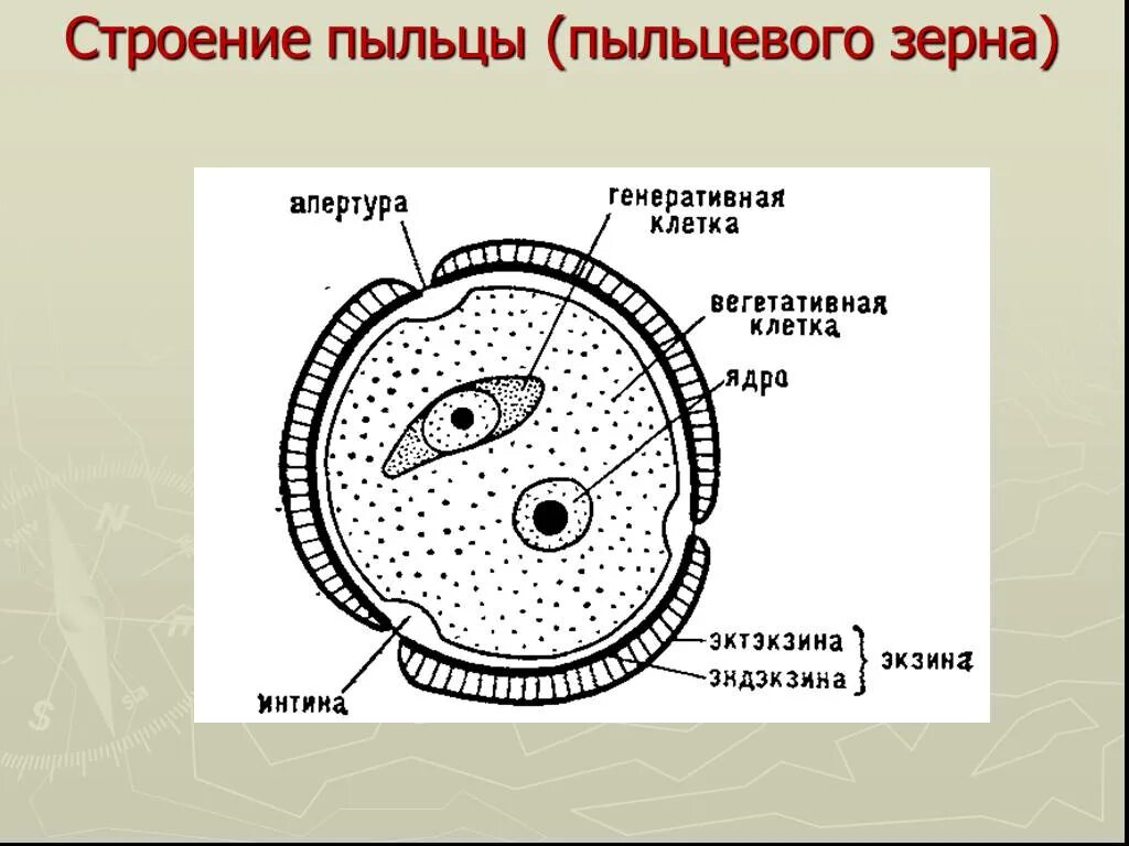 Какое строение имеет пыльца 6 класс