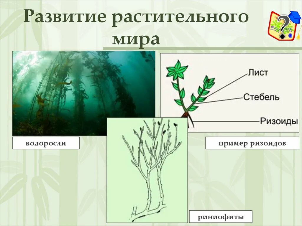 Риниофиты ризоиды. Этапы эволюции растений.