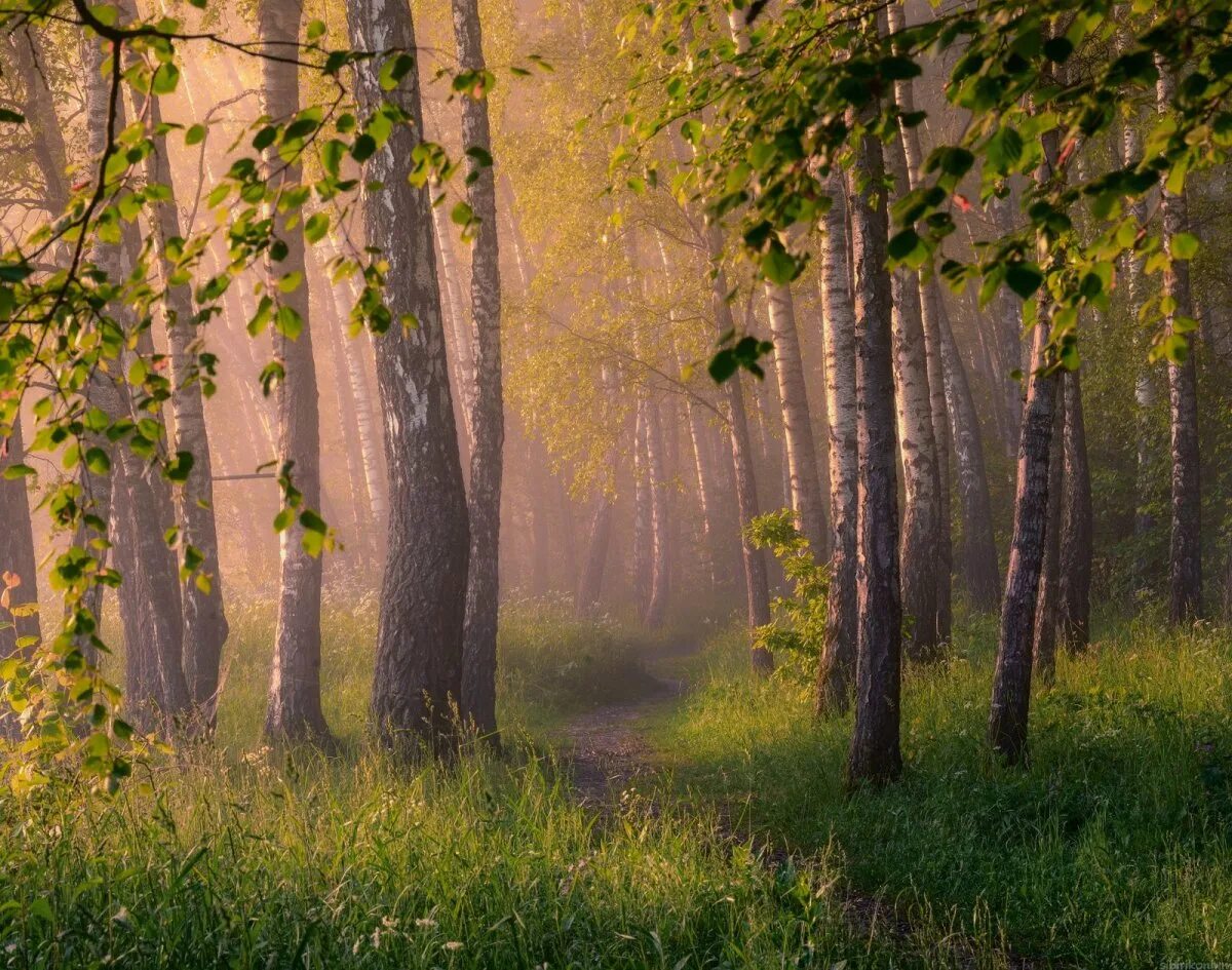 Утро в березовой роще. Березовая роща заболотский. Лес природа березовая роща. Березовая роща. Июль в лесу.
