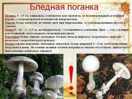 Сообщение о бледной поганке 3 класс