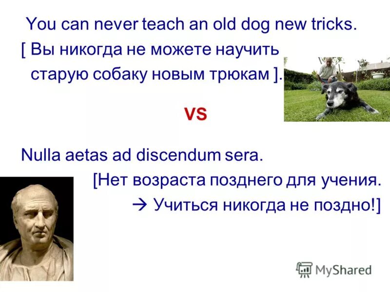 Old dog, new tricks. Idiom teach an old dog new tricks. Teach an old new tricks. Teach an old new tricks. Teach an old new tricks.