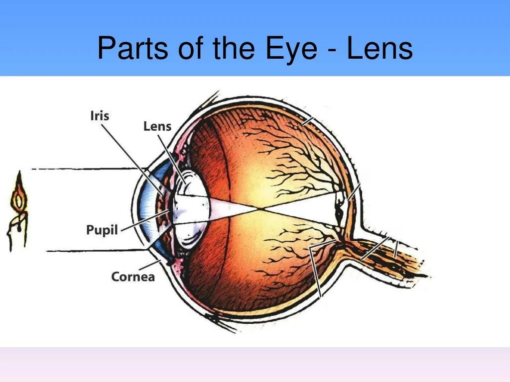 Глаз как переводится. Слепое пятно это место выхода зрительного нерва. Eye Parts. Слепое пятно сетчатки.