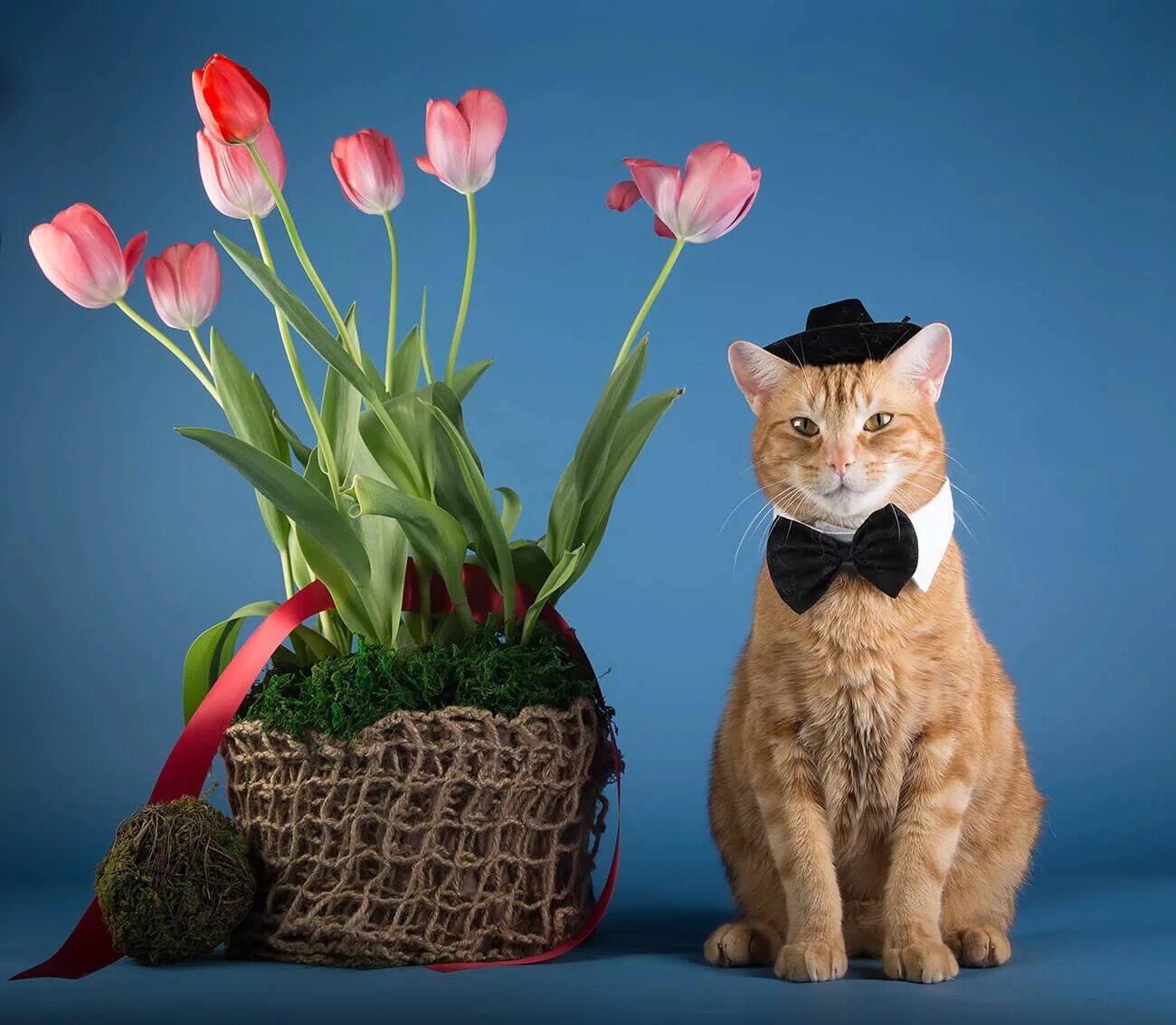 Мартовская кошечка. Кошки и цветы. Котик с цветами. Кошка с тюльпанами. Рыжий кот с цветами.