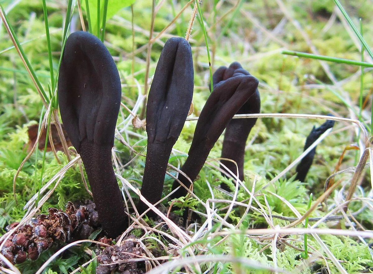 Геоглоссум гриб. Земляной язык. Грибы черного цвета. Геоглоссум гриб. Земляной язык.