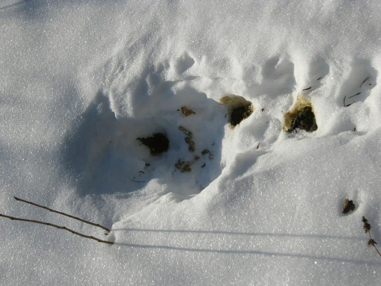 Следы Лесной куницы. Следы Куницына снегу. Лесная куница следы на снегу. Следы куньих на снегу.