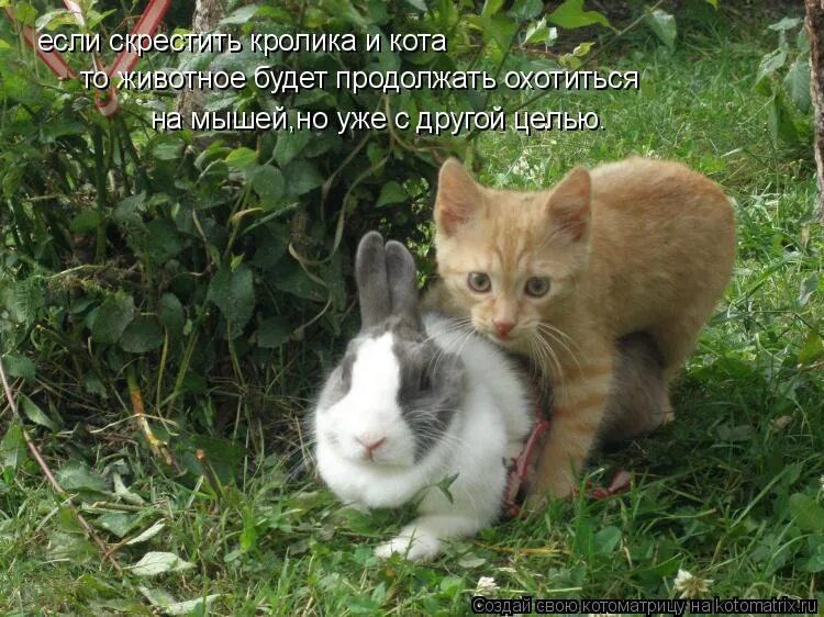 Дом 2 звери. Кот и кролик. Кролик и кошка. Заяц скрещенный с котом. Смешные коты и зайцы.