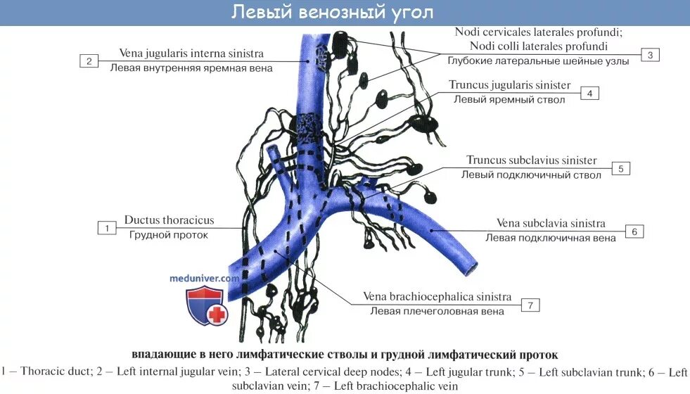 Цистерна грудного лимфатического протока располагается. Окклюзия грудного протока латынь. +: грудной. Окклюзия грудного протока латынь. Окклюзия грудного протока латынь.