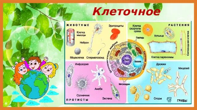 Строение живого и неживого. Клеточное строение живые и неживые. Строение клетки неживой природы. Клеточное строение живой и неживой природы. Стенд строение клетки Оренбург.