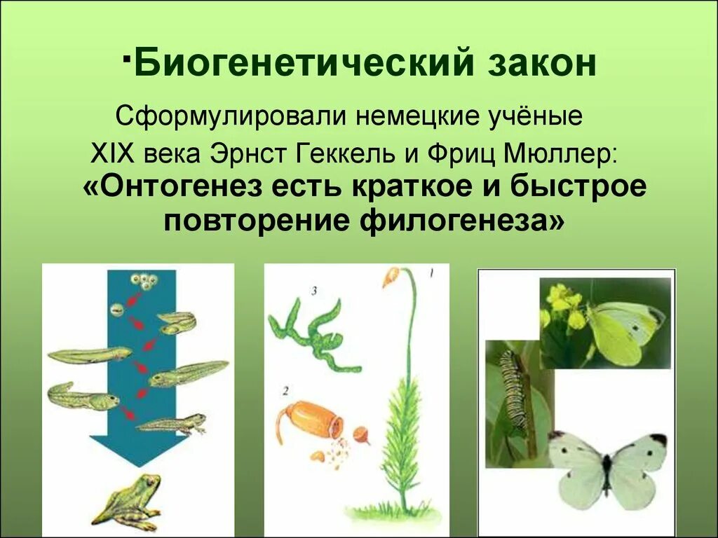 Филогенез закон. Биогенетический закон Геккеля Мюллера. Биогенетический закон. Биоценотический закон. Биогенетический закон онтогенеза.