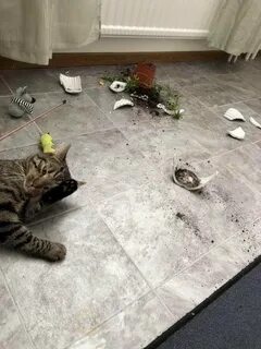 Что он такого натворил