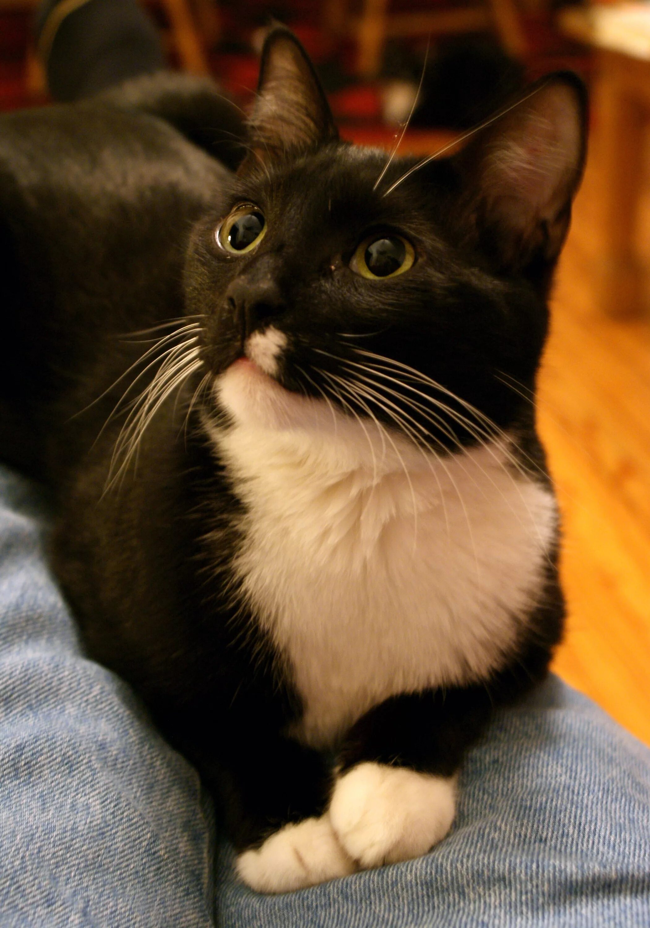Tuxedo cat
