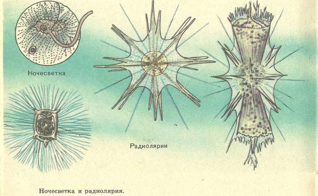 Изображенное на рисунке животное называется