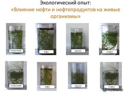 Экологический эксперимент