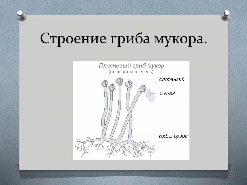 Мукор особенности. Строение лесного гриба мукора. Строение плесневого гриба мукора. Строение мицелия мукора. Строение плесневых гриба мукора.