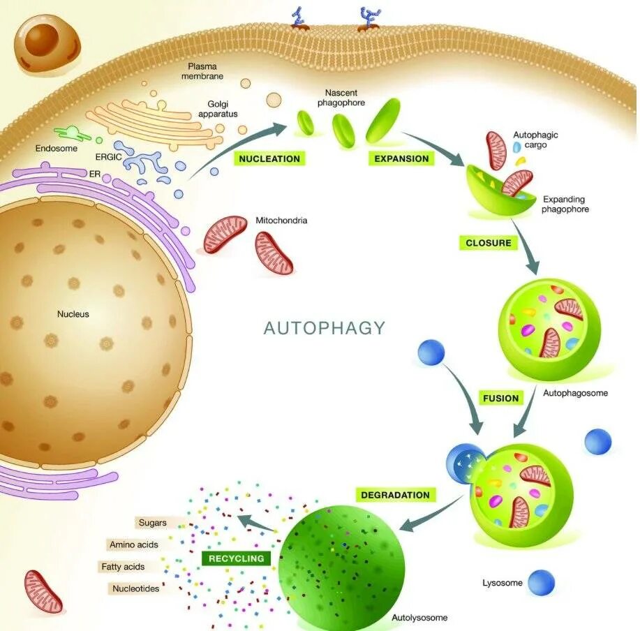 Автофагия клетки. Гибель клеток аутофагия. Механизм аутофагии. Аутофагия лизосом. Голод клеток