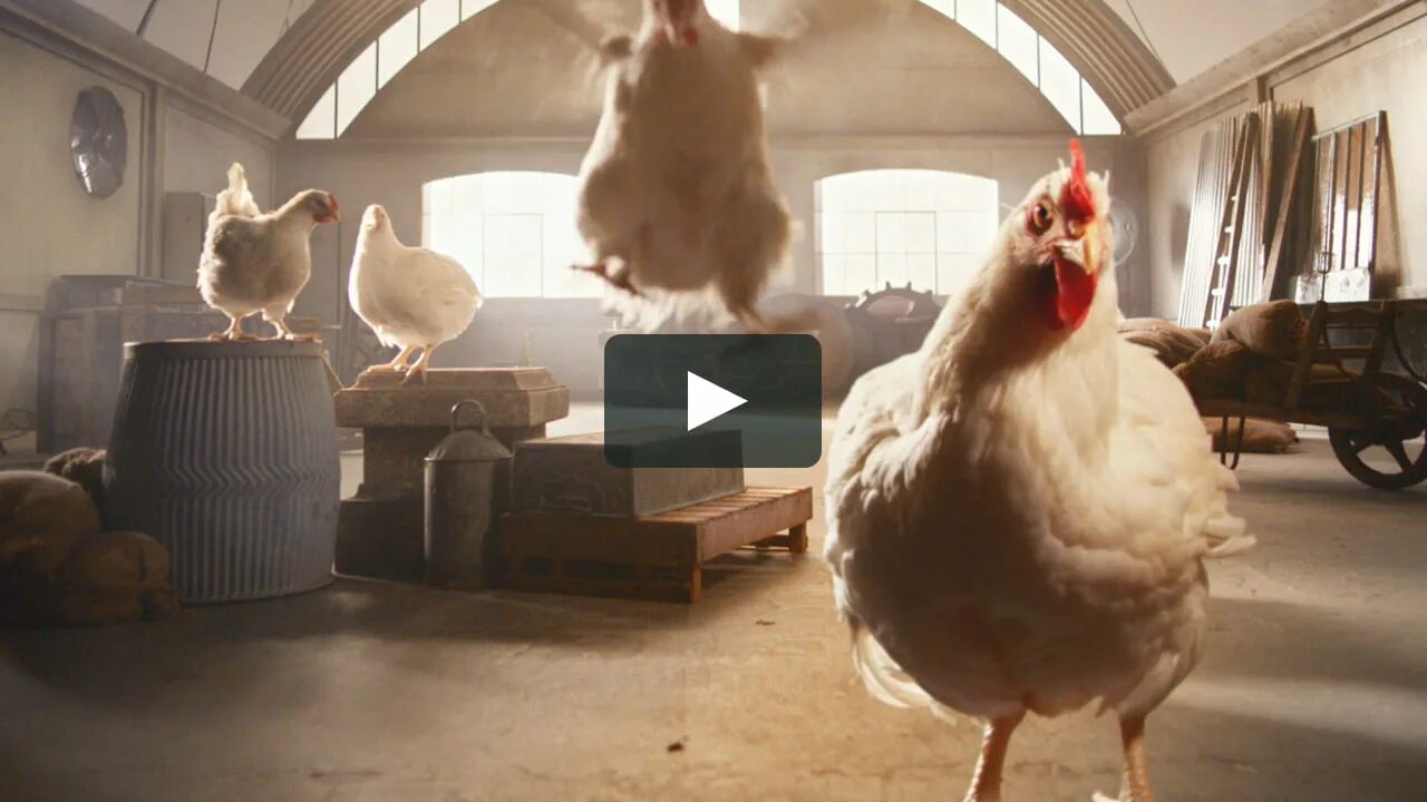 Креативная реклама курицы. Реклама курочки. Реклама курицы. Огромный цыпленок.