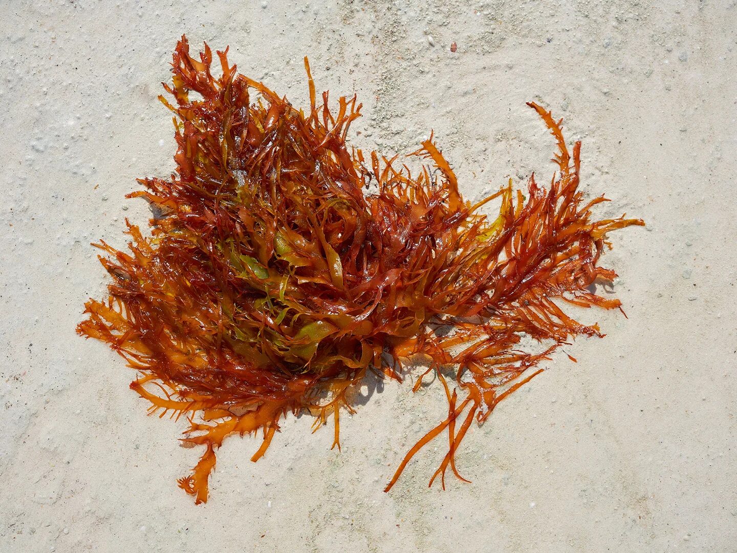 Водоросли родофиты. Глубоководная красная водоросль. Пигменты глубоководных водорослей. Род коккофора водоросли.