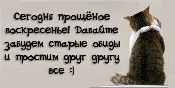 Прощальное воскресенье смешные. Прощеное воскресенье коты. Прощенное воскресенье котики. С прощенным воскресеньем смешные. Прощеное воскресенье прикол.