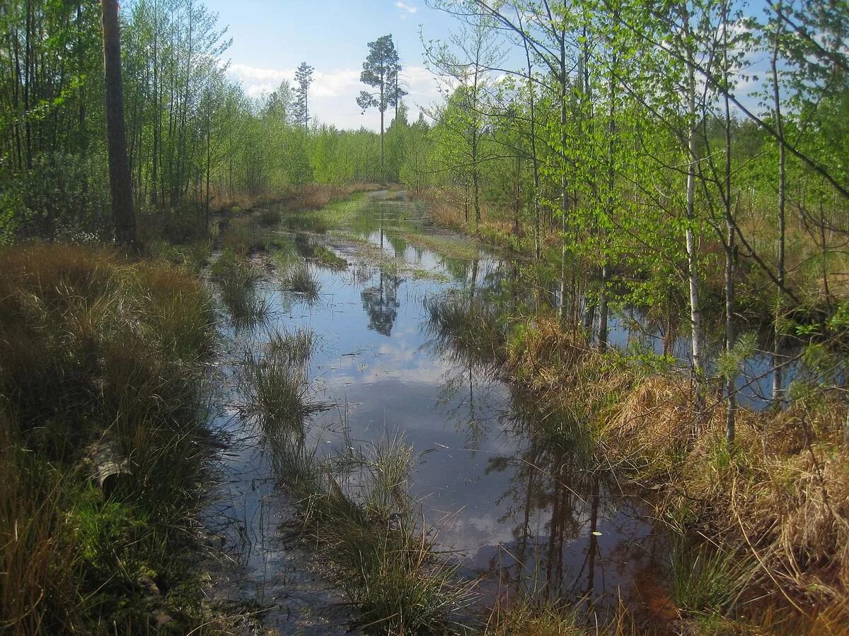 Приспособление для ходьбы по болоту. Болото ходи. Болото ходи. Болото ходи. Болото ходи.