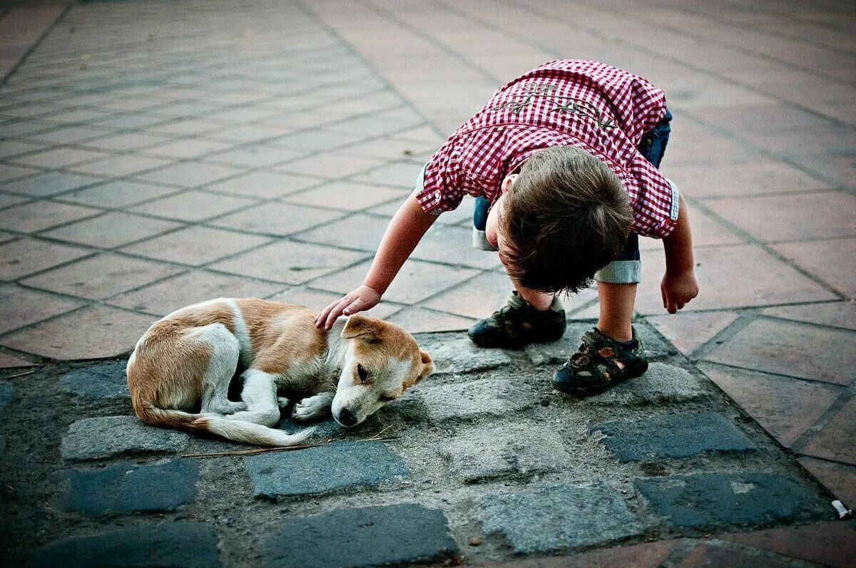 Почему милосердие и доброта нам так необходимы. Добрые поступки. Милосердие к животным. Доброе отношение к животным это. Сострадание к животным.