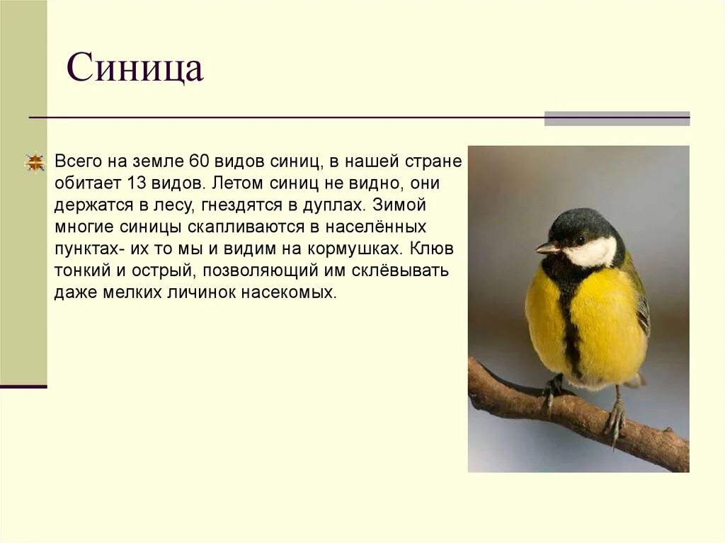 Доклад про синицу. Доклад на тему синица. Большая синица описание. Описание синицы.