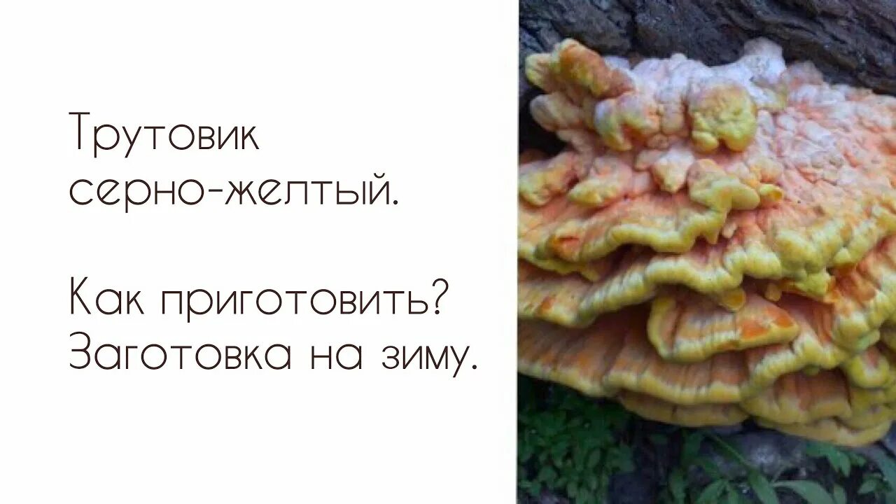 Трутовик серно-желтый жареный. Трутовик серно желтый приготовления с фото рецепты. Трутовик серно-жёлтый. Серно-жёлтый трутовик блюда. Трутовик серно желтый приготовления с фото рецепты.