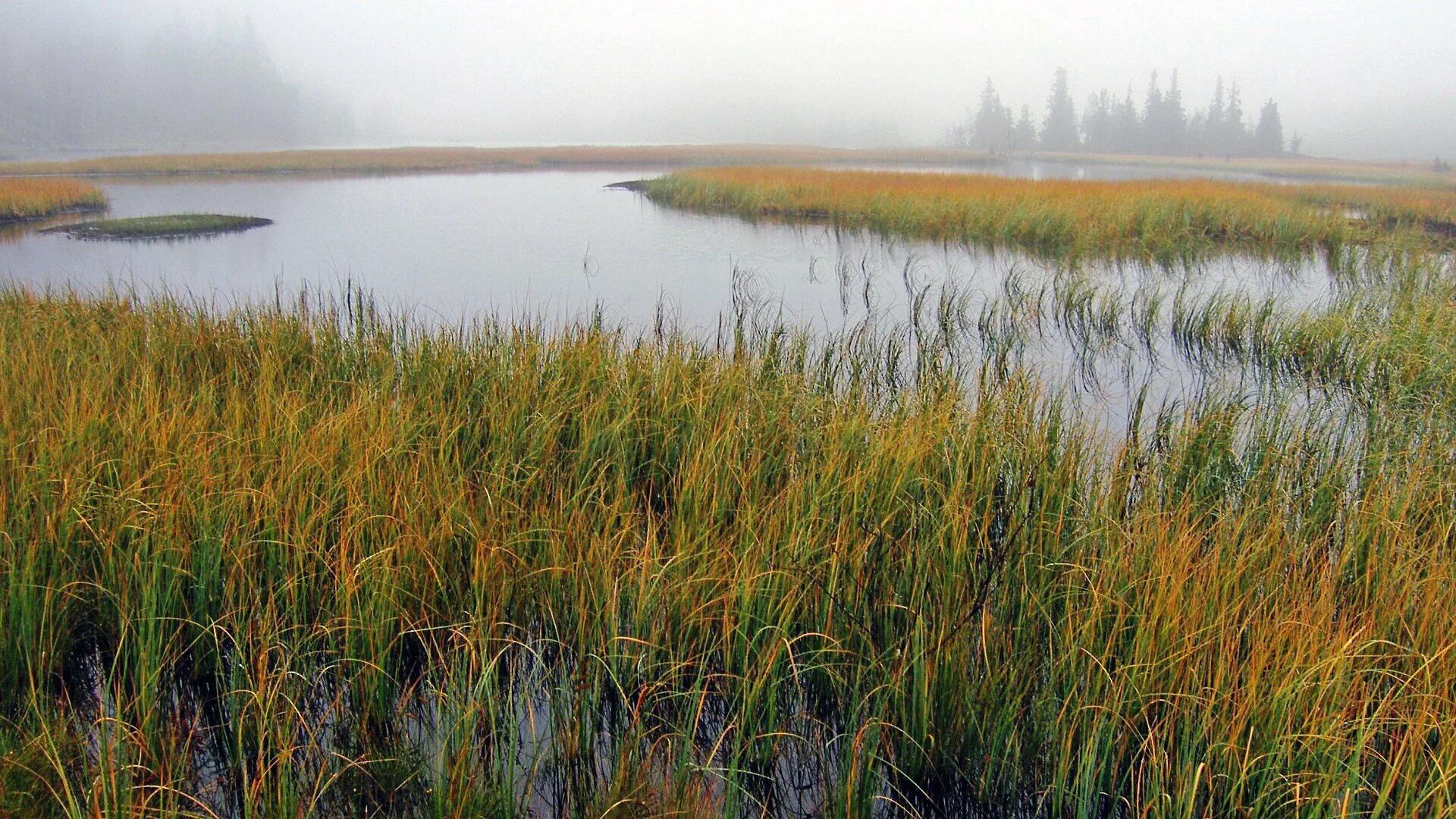 Шахтерская степь. Пруд степной. Заболоченная пойма реки ольшанка. Степные просторы ростовская область. Степные пруды болота.