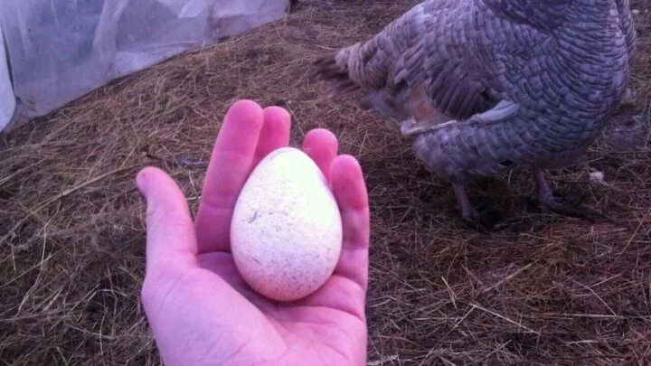 Сколько индюшка сидит на яйцах. Яйца6и индюшек. Индюшачьи яйца. Яйцо индюка. Яйцо инкубационное индюшиное.