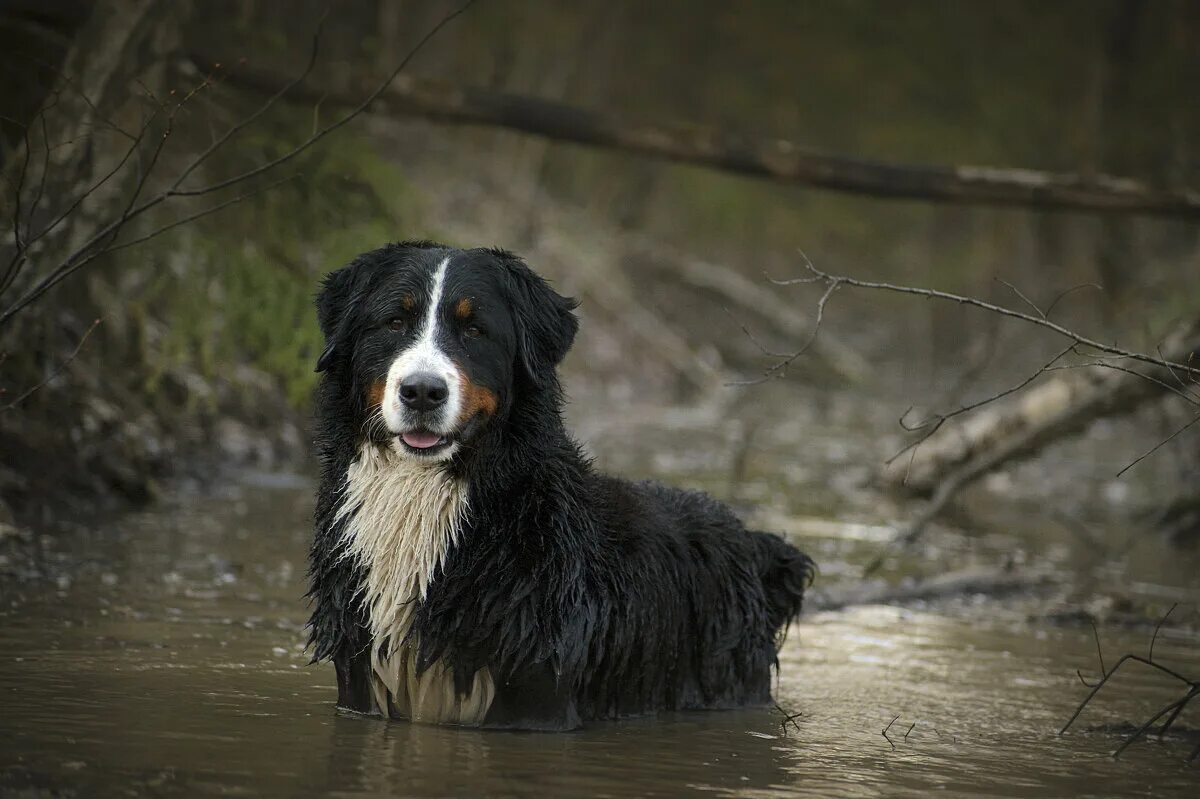 Русский охотничий спаниель на охоте. Ирландский водяной спаниель. Болотная собака. Болотная собака. Щенок болотный.