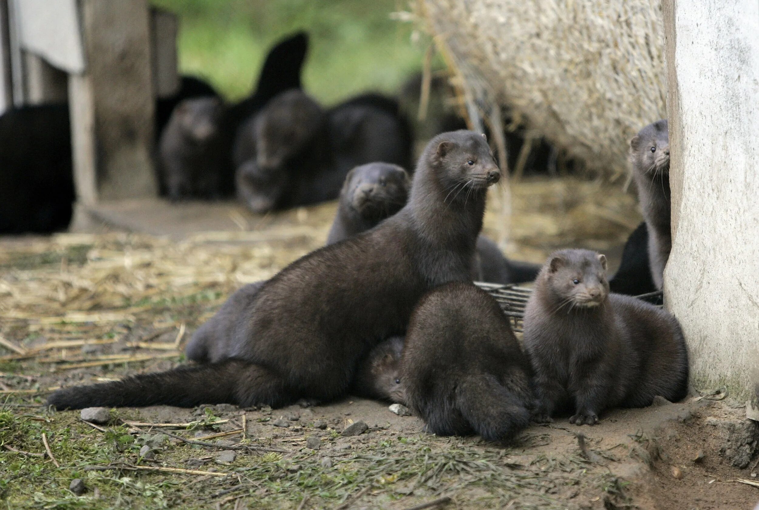Пушные звери домашние. Приплод норки. Норка американская лапландский заповедник. Европейская норка. Приплод норки.