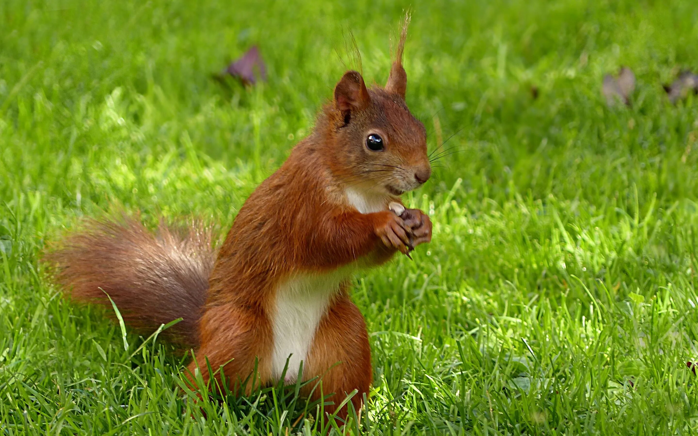 белка летом. звери весной для дошкольников. какие звери меняют шубку. животные летом. красивая белка.