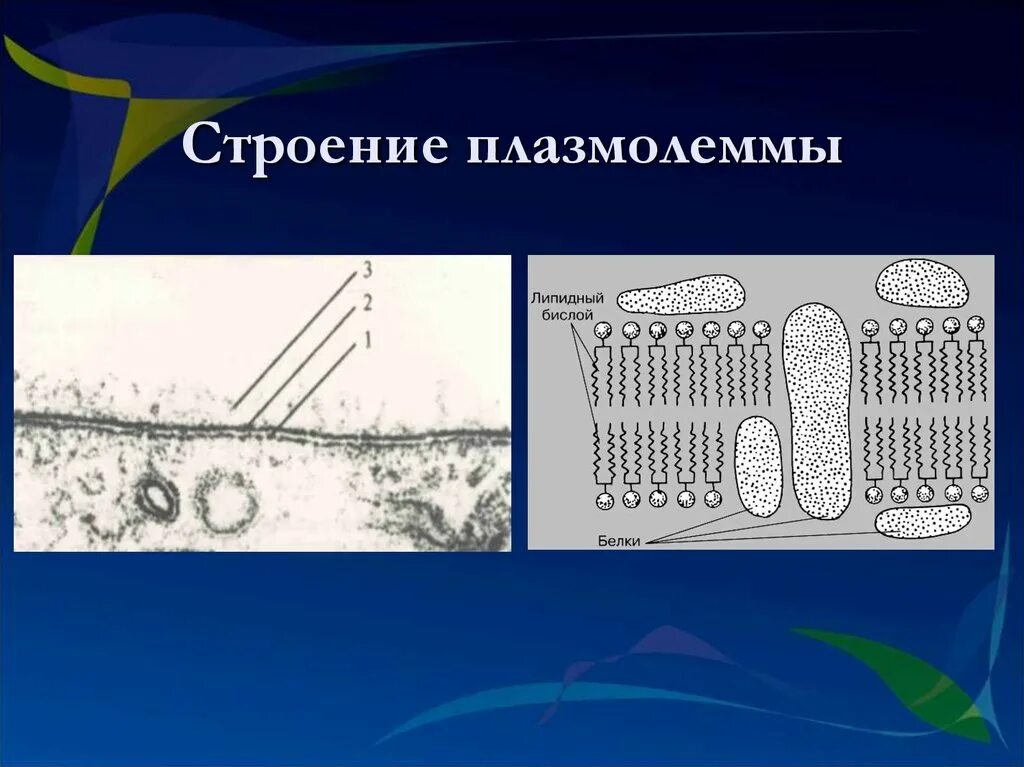 Цитолемма это. Плазмолемма нейрона. Строение плазмолеммы. Кортикальный слой плазмолеммы. Особенность строения плазмолеммы нейрона.
