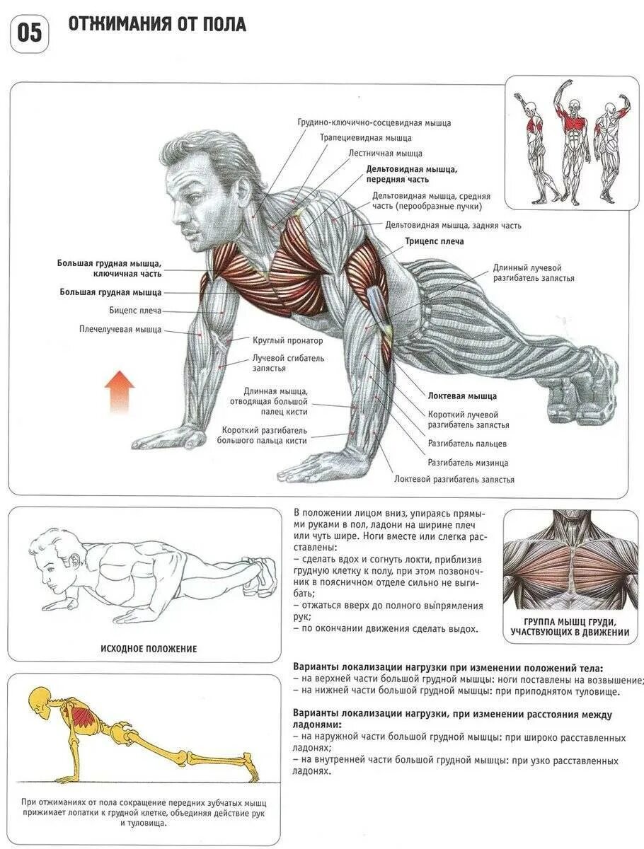 Какие упражнения для развития мышц. Схема работы мышц при упражнениях. Анатомия силовых упражнений отжимания. Схемы отжиманий от пола для накачки мышц. Упражнения для прокачки грудных мышц отжимания.