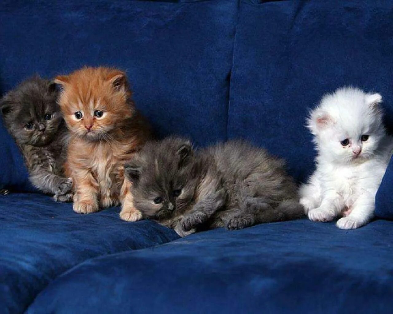 котята разных цветов. пушистые котята. кошки маленькие милые. пятеро котят. маленький котенок.