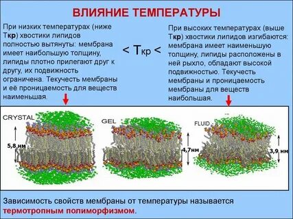 Влияние различных факторов на мембрану клеток