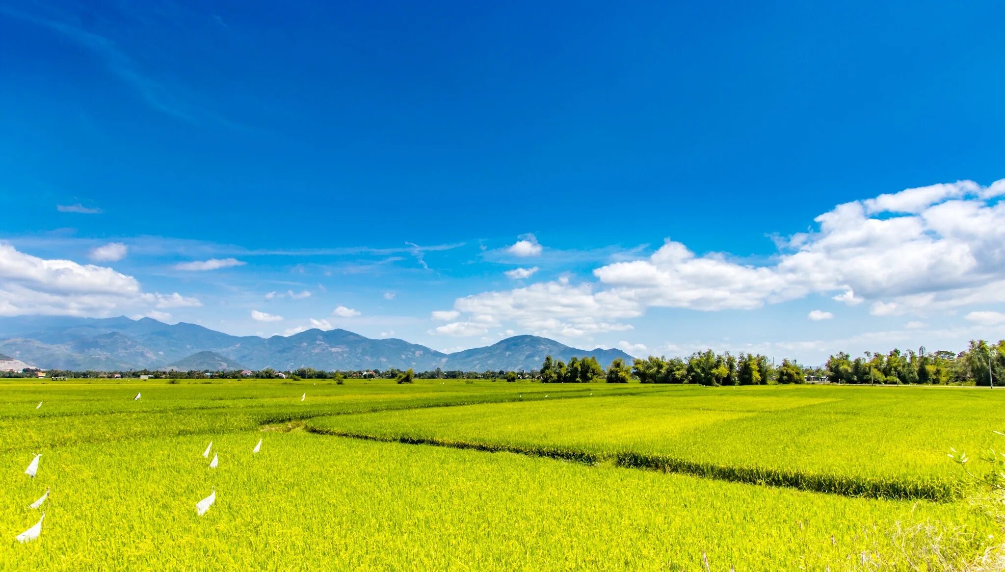 Vast Greeny Rolling Paddy field. Wide green