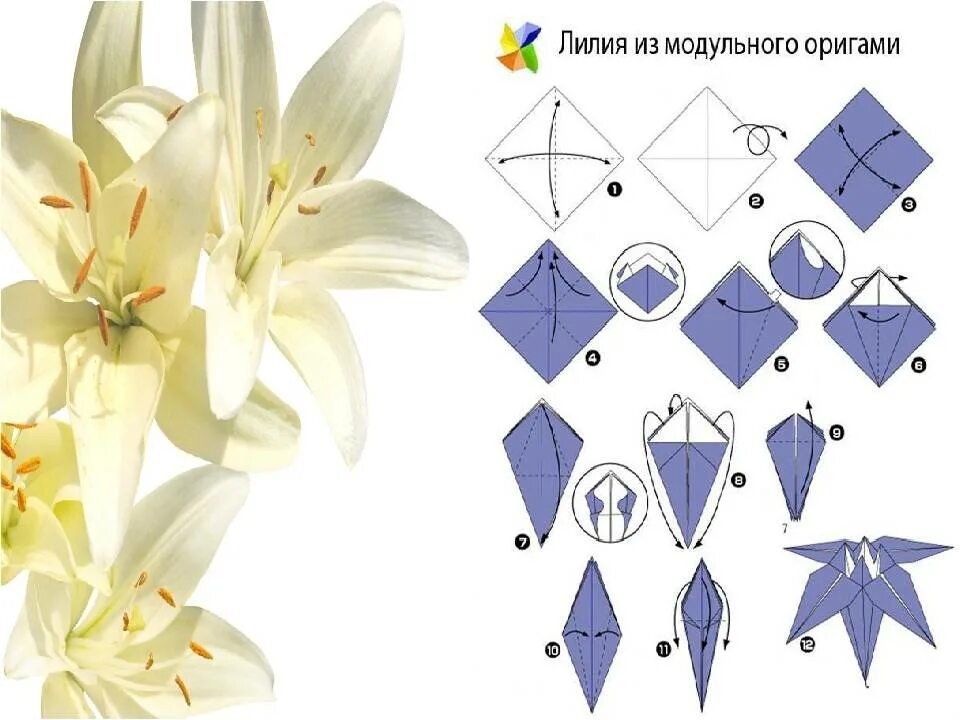 Оригами Лилия схема пошагово. Оригами Лилия из бумаги пошаговой инструкции. Оригами цветы Лилия. Цветы из бумаги лилии. Как сделать из бумаги цветок крокус оригами