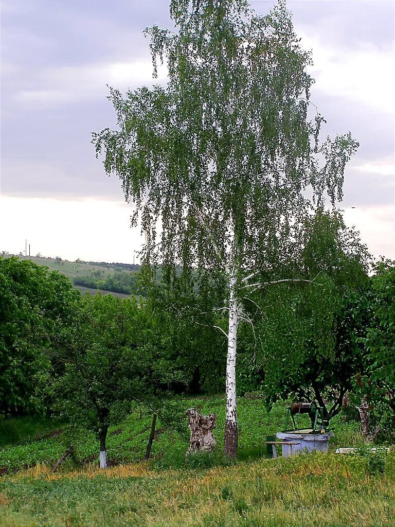 Тульская березка. Белоствольная береза. Берёза + берёза. Уральская береза дерево. Береза белокорая.