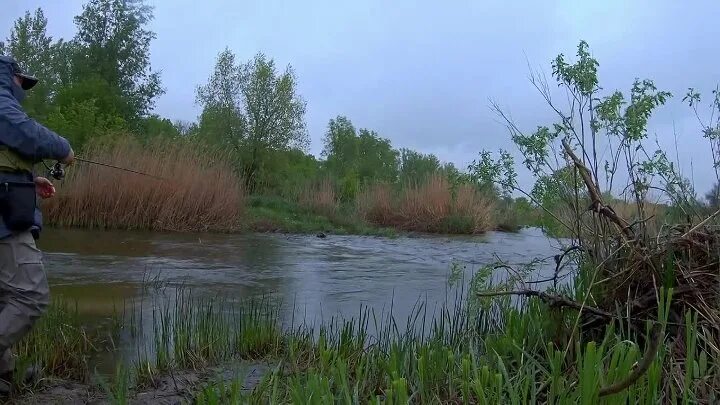 Форель в речке. Рыбалка на реке песни. Ворона рыбачит на реке. Рыбалка на ультралайт на малых реках. Ловля на спиннинг.