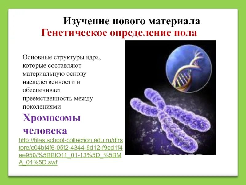 Материальные основы наследственности. Хромосомы материальная основа наследственности. Материальные основы наследственности человека. Что является материальной основой наследственности. Материальный носитель наследственной