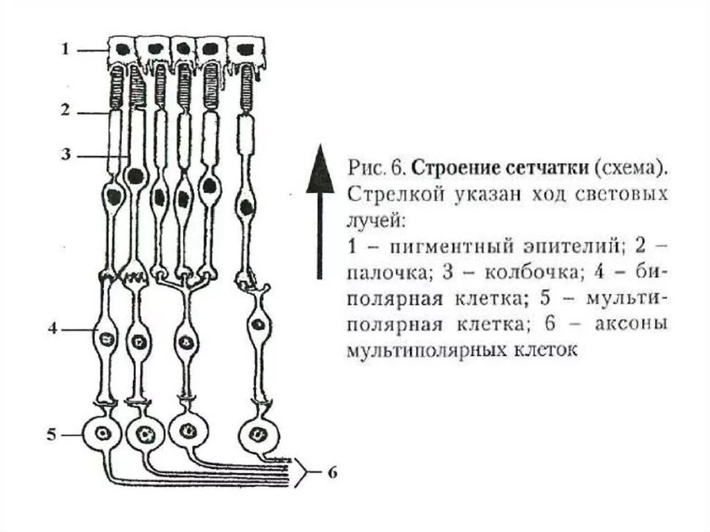 Строение сетчатки глаза анатомия. Схема строения сетчатки рисунок. Схема организации сетчатки глаза человека. Строение глаза человека строение сетчатки.