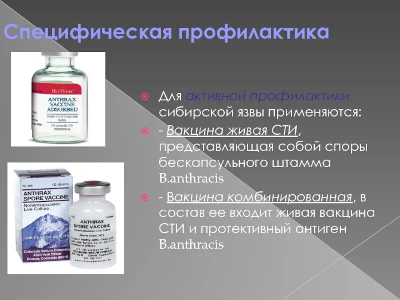 Вакцина 55 внииввим. Живая сибиреязвенная вакцина сти микробиология. Специфическая профилактика сибирской язвы микробиология. Вакцина сибиреязвенная Живая сухая. Проводится ли специфическая профилактика сибирской язвы.