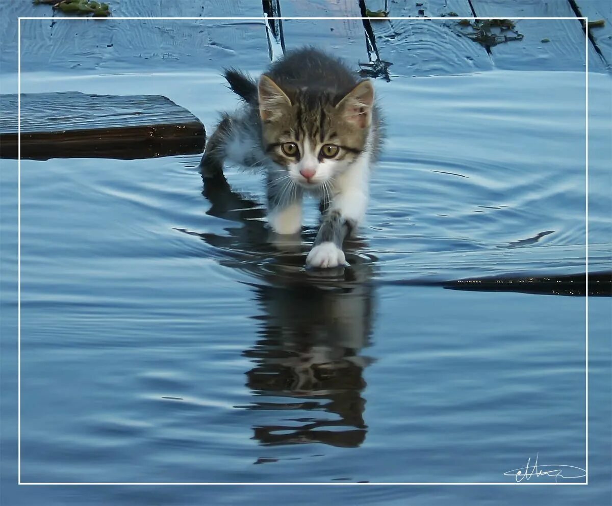 Кот в луже. Кот в воде. Котик в луже. Кот плывет по воде.