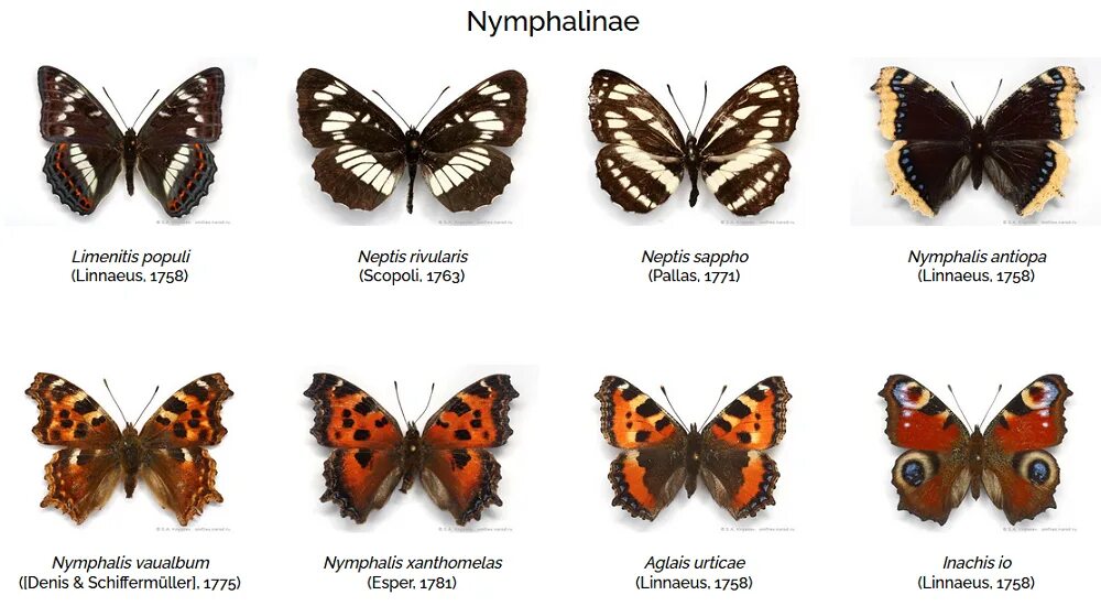 Название бабочек. Виды бабочек с названиями. Самые распространённые бабочки. Бабочки России. В каком месяце бабочки