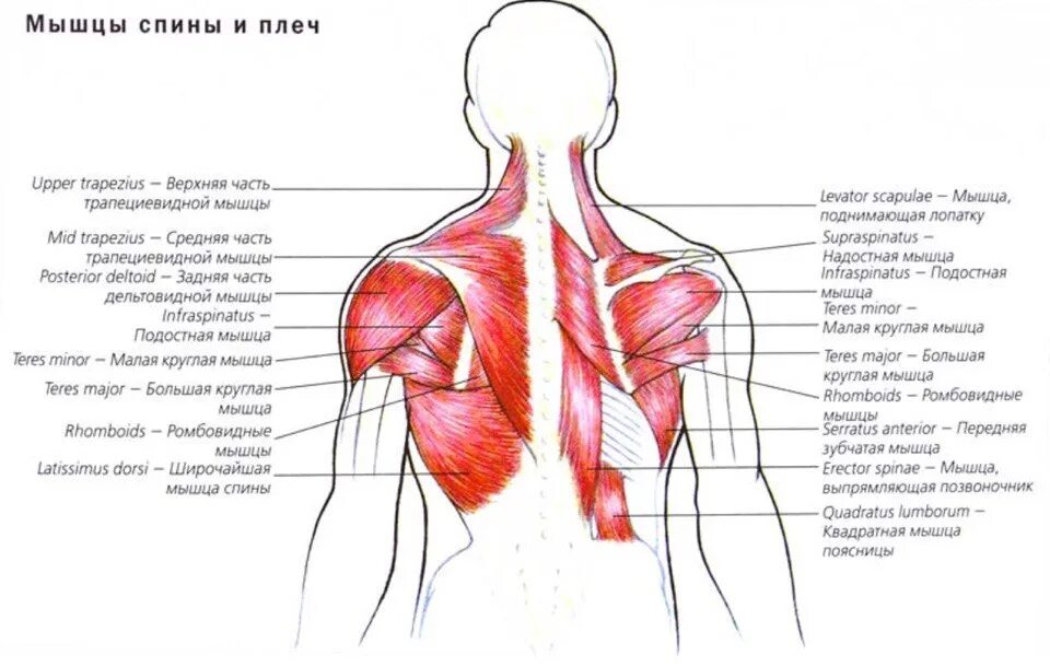 Поясница какие мышцы. Строение мышц спины анатомия. Трапециевидная мышца спины анатомия. Анатомия человека мышцы шеи и спины.
