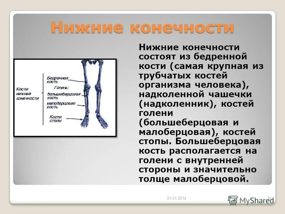 Кости в организме сколько