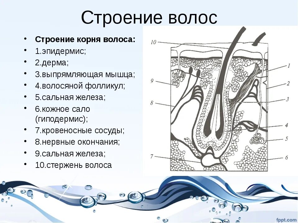 Строение корня волос кратко. Строение кожи головы и строение волоса. Схема строения корня волоса. Корковый слой волоса строение.