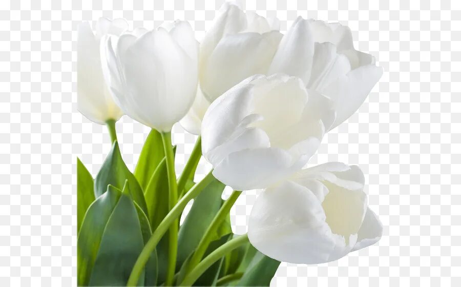 Стихотворение про тюльпан. Белые тюльпаны стих. Белые тюльпаны стих. Белые тюльпаны на темном фоне. Букет белых тюльпанов на окне.