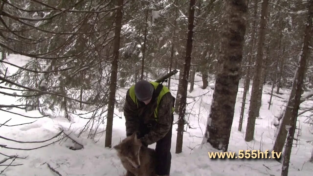 За ним охотятся сутки получит 24. Охота Кировской обл на волка флажками.