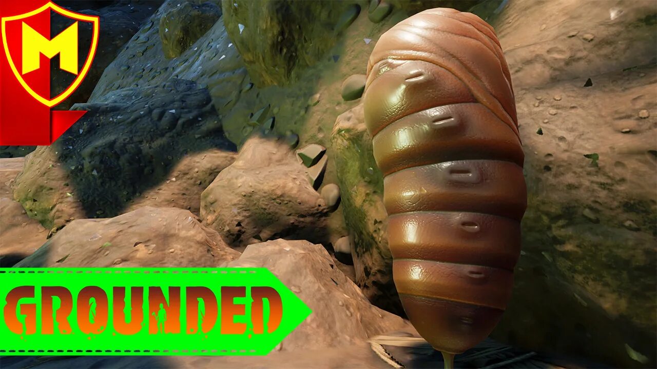 Личинка жужелицы. Личинка grounded. Личинка в игре grounded. Взморник grounded. Взморник граундед.